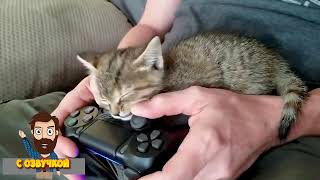 Смешные коты! С ОЗВУЧКОЙ! Кот на диете! Смешные животные до слёз