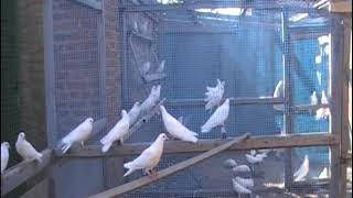 100  белых  очаковских  серпастых голубей  Кулагина  Н И 89281592385