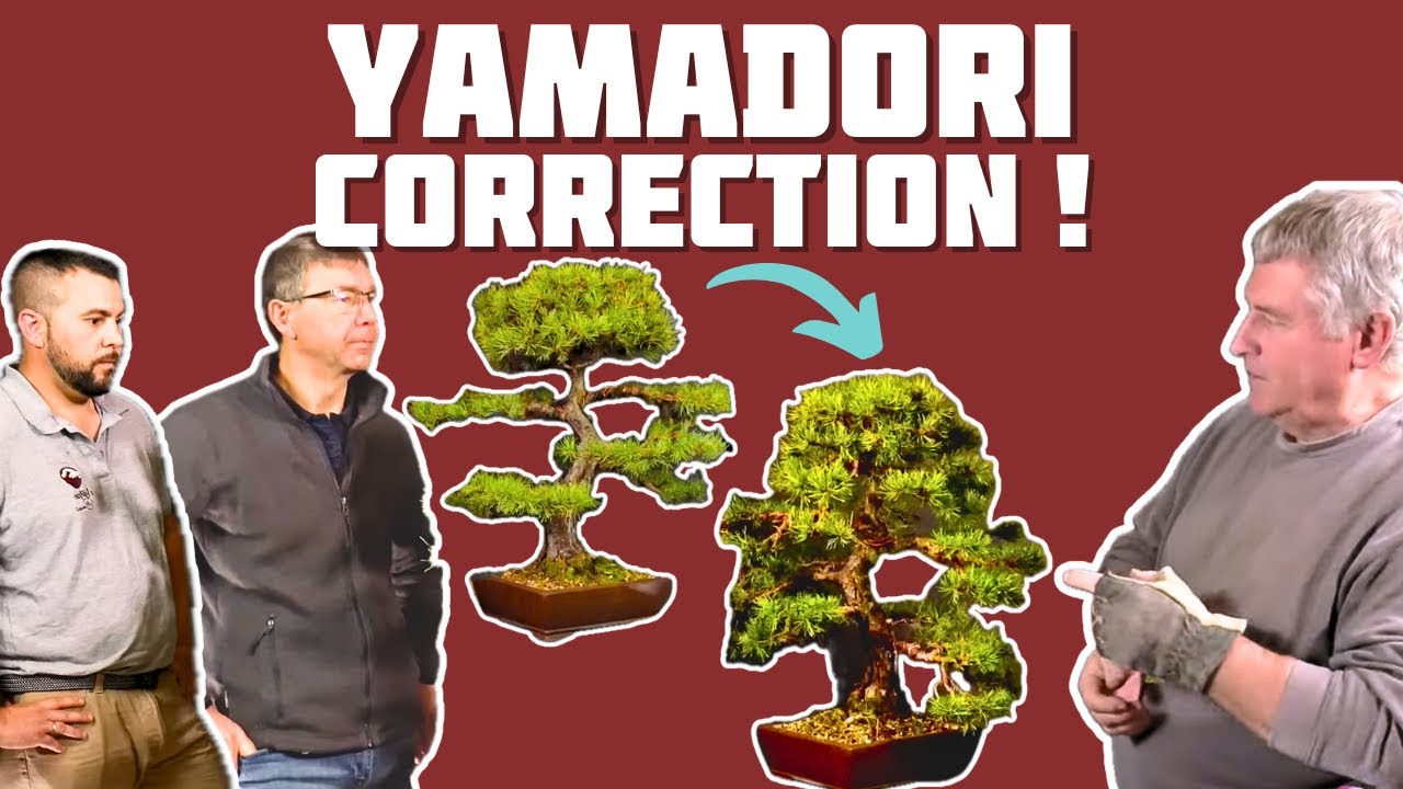 Correction sur une Mise en Forme 🌱 NEJIKAN BONSAI 🌱