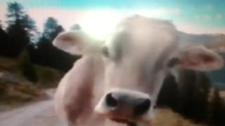 Comunicado de la Vaca del Imperio del   29 noviembre de 2015