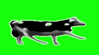 Vaca bailando meme   Chroma Key