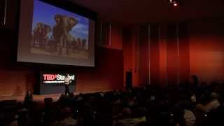 The Secret Lives of Elephants: Caitlin O'ConnellRodwell at TEDxStanford