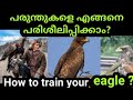 പരുന്തിനെ പരിശീലിപ്പിക്കാം |How to train an eagle| SVS ennum eppozhum evideyum