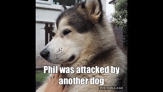 Teddy bear Phil was attacked  Alaskan Malamute