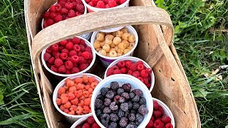 How to PRUNE RASPBERRIES of all types and colors!