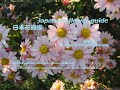 木陰に踊る？！Dance in the shade of a tree? !!   切り花菊／菊（きく）Florist chrysanthemum　季節の花　日本花図鑑　J flower guide