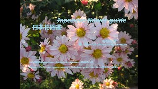木陰に踊る？！Dance in the shade of a tree? !!   切り花菊／菊（きく）Florist chrysanthemum　季節の花　日本花図鑑　J flower guide
