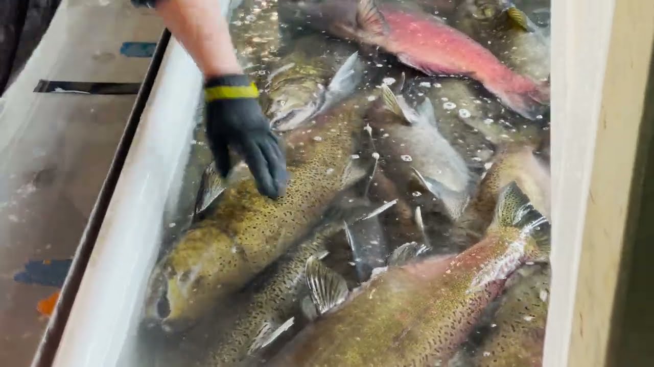 Our Family Trip to the Nimbus Fish Hatchery (Watching the Salmon Run!)