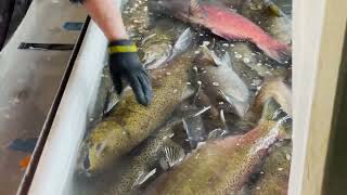 Our Family Trip to the Nimbus Fish Hatchery (Watching the Salmon Run!)
