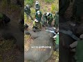 Elephants wearing collars?