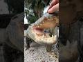 Feeding giant gator shorts short nature animal wildlife reptiles alligator florida