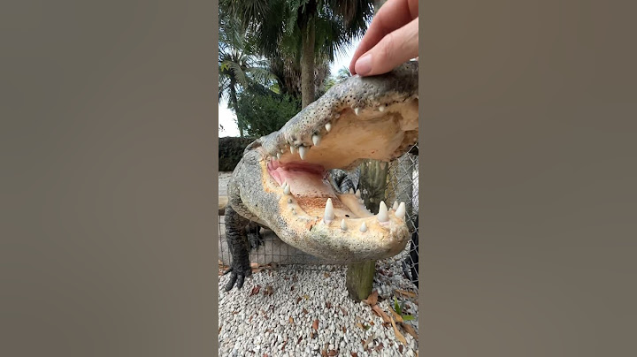 Feeding GIANT GATOR! #shorts #short #nature #animal #wildlife #reptiles #alligator #Florida