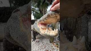 Feeding GIANT GATOR! #shorts #short #nature #animal #wildlife #reptiles #alligator #Florida