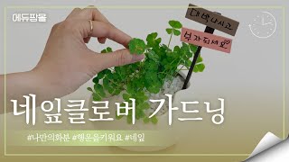 (에듀팜몰) 네잎클로버 기르기 - 교육 동영상