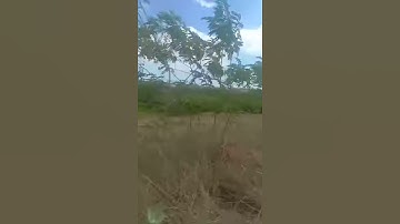Pulang Kampung #short #shorts #shortvideo #video