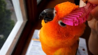 Try Not To Aww Watching Cutest Parrots In The World 2022 by Just Aww 14,038 views 1 year ago 5 minutes, 6 seconds