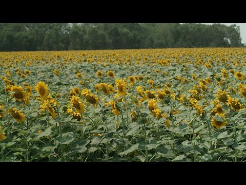 Wideo: Nowoczesna kamizelka kuloodporna armii rosyjskiej