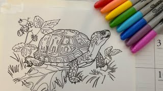 Coloring a turtle | Summer coloring picture with music