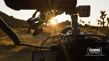 A Day in Joshua Tree National Park | Behind the Scenes of Wildlife Filmmaking