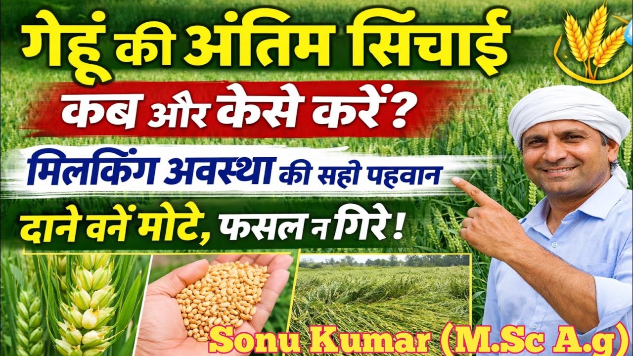 🌾गेहूं की अंतिम सिंचाई कब और कैसे करें? | फसल भी न गिरे । मिल्किंग अवस्था की पहचान | दाने बनें भरपूर