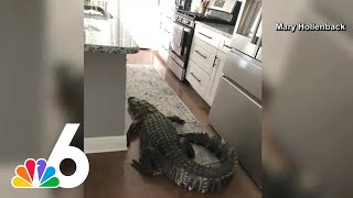 Giant gator breaks into Florida woman's home, wanders into kitchen