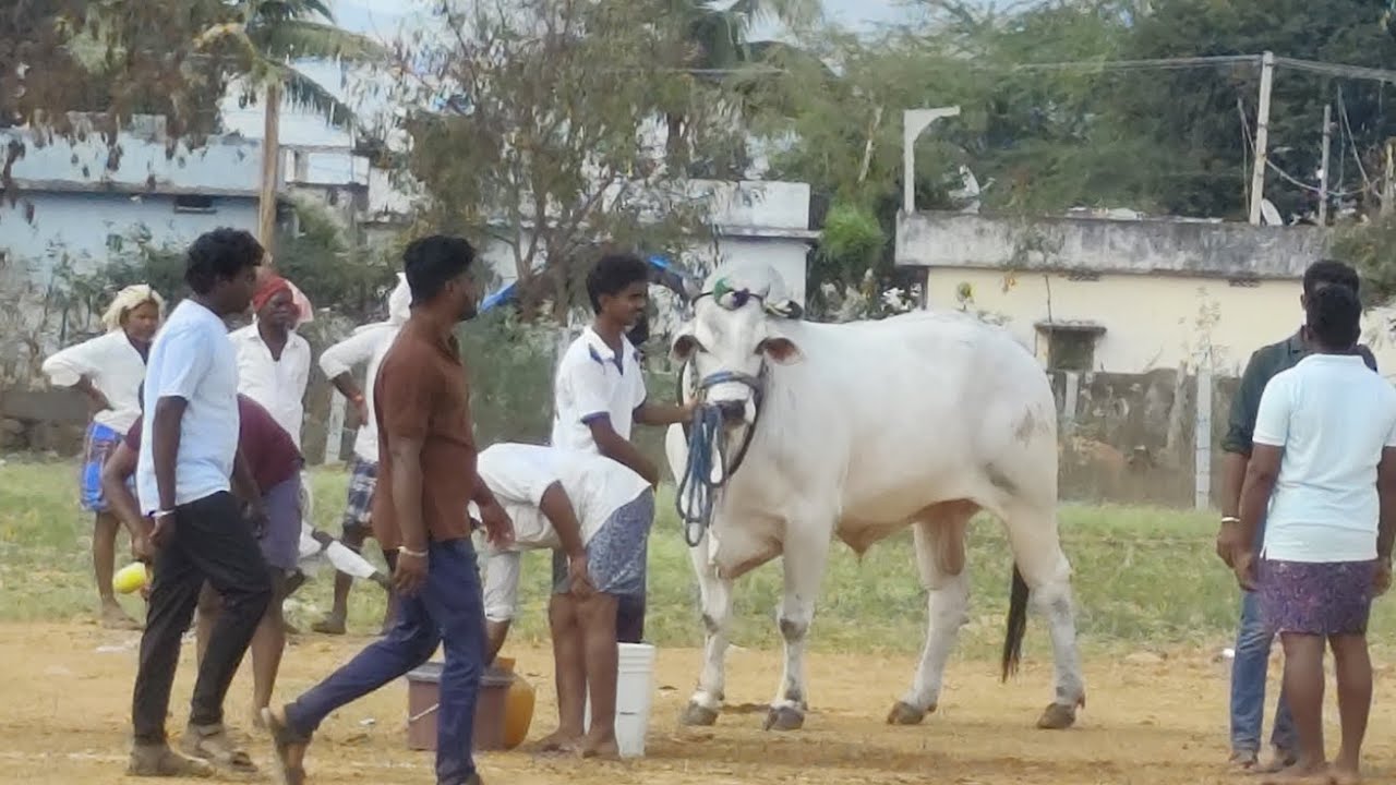 💥🌾21/02/2026 కడప జిల్లా చింతకాయల పల్లి ఓల్డ్ కేటగిరి విభాగంలో 5వ జత