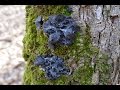 черные грибы