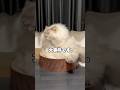 【大事件】父を無視する猫の予想外の行動 #cat #サイベリアン #ネヴァマスカレード #猫 #shorts