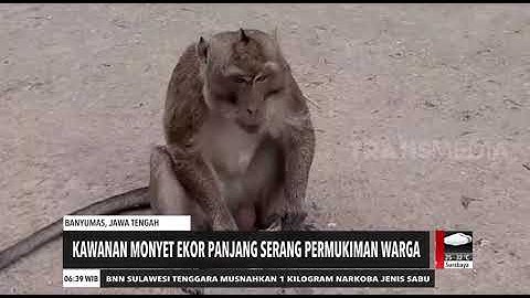 Kawanan Monyet Ekor Panjang Serang Permukiman Warga | REDAKSI PAGI (09/09/20)