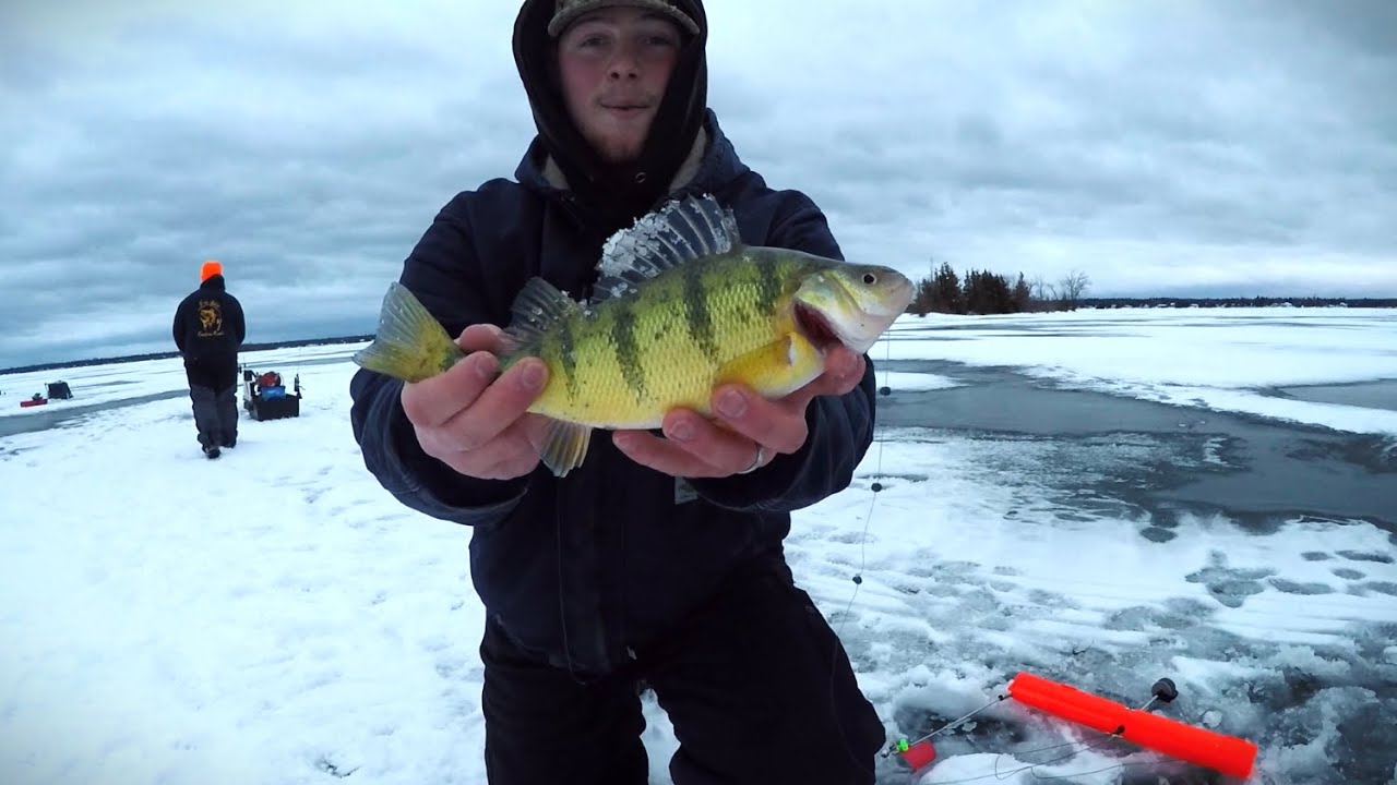 Early Ice Michigan Perch 2025