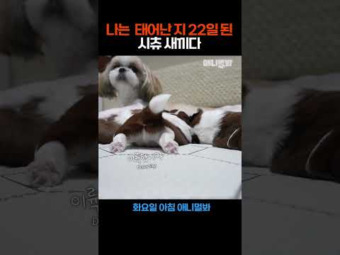 나는 태어난 지 22일 된 시츄 새끼다 [애니멀봐 나새끼 40호]ㅣI’m a 22-<strong>Day</strong>-<strong>Old</strong> Baby Shih Tzu #애니멀봐 #shorts