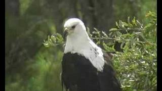 Fish Eagle [Krugerpark] Fish Eagle in Krugerpark, a beautiful bird. My wildlife paintings can be viewed at/ te zien op

http://www.nicobulder.com/wildlife-paintings/african-wildlife-paintings.htm