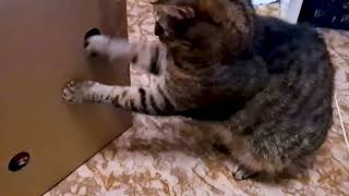 My Cats Play Whack-A-Mole