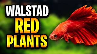 Why Most People Fail With Red Plants In Walstad Tanks! (And How To Fix It)