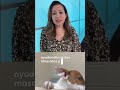 🐶🐱 ¡AYÚDANOS A DESOCUPAR LOS ALBERGUES! | TELEMUNDO 40