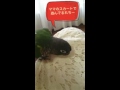 スカートの糸を引っ張ってるれち！