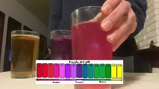 Experimento de PH con un repollo colorado