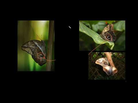 ბუნებრივი გადარჩევა და პეპელა კალიგო (ინგლ. Owl Butterfly)