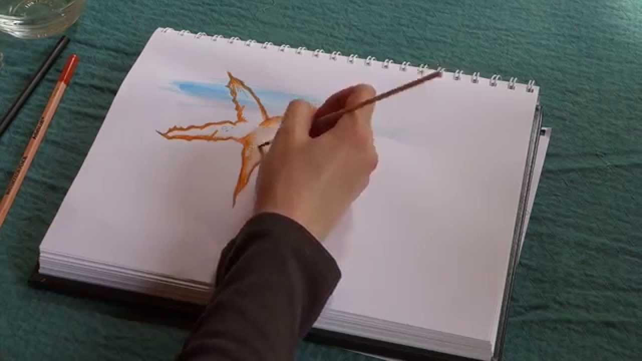 Watercolors and Marine Biology