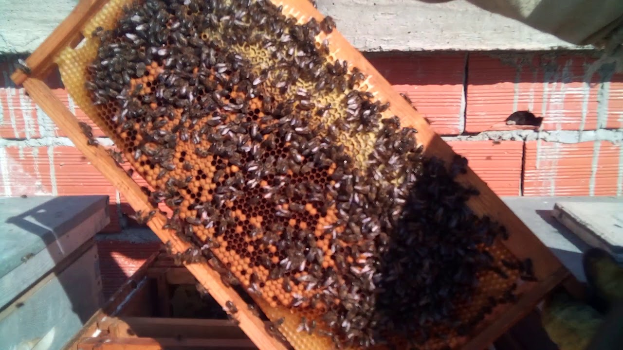 تعقيب / نظام ابو سلمان شروطه و رد على بعض التعليقات في الفيديو السابق / تربية النحل في الجزائر