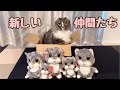 新たな仲間(カミマヤー)をご紹介します！！
