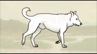 Dog Trot Animation by Silver Cross Fox 4,370 views 11 years ago 15 seconds