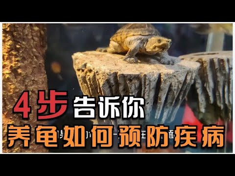 五点说清养龟如何注意预防疾病