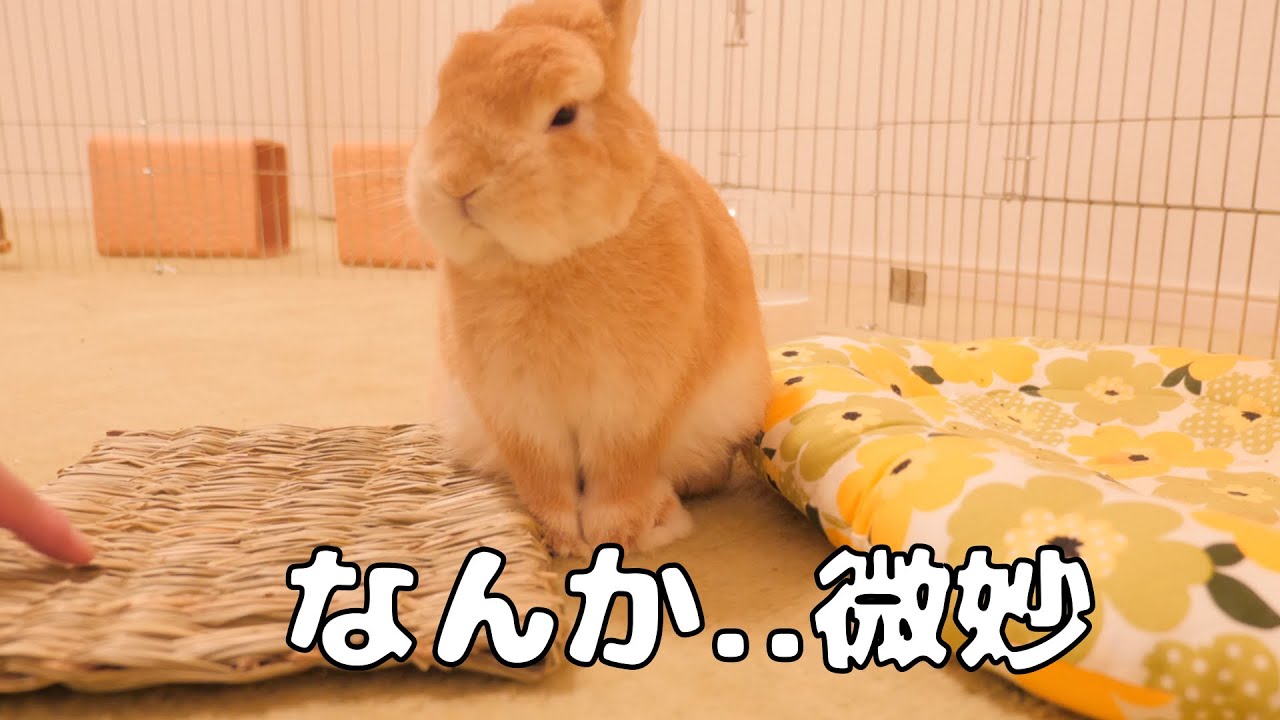 何かと文句を言いたくて新しいマットに絶対に座ろうとしないウサギが