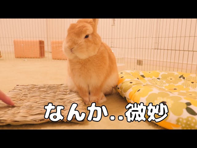 何かと文句を言いたくて新しいマットに絶対に座ろうとしないウサギが