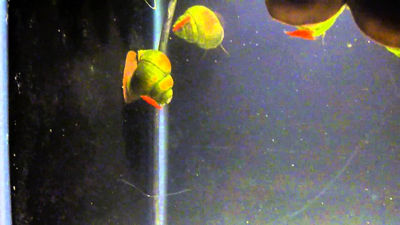 Japanese Trapdoor Snails & Fire Red Cherry Shrimp For Pond YouTube