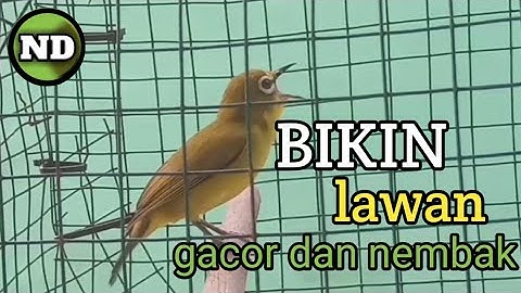 pleci dakun malang bikin lawan gacor dan nembak
