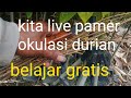 kita live grafting okulasi durian Teguh bibit sedang live sekarang!