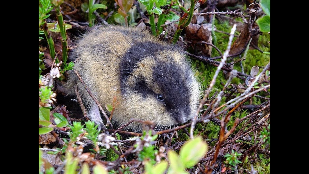 Лемминг   пушистый северянин