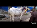 Cow funny song and vedio by umme usairim